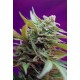 BLACK JACK AUTO * SWEET SEEDS FEMINIZED 5 SEMI 