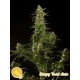 SLEEPY YODA AUTO*AUTO LINE PHILOSOPHER SEEDS 3 SEMI FEM