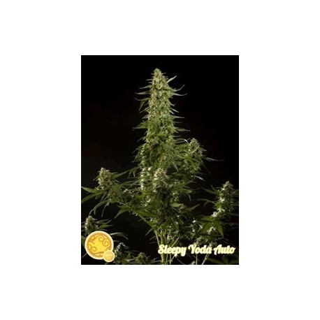 SLEEPY YODA AUTO*AUTO LINE PHILOSOPHER SEEDS 3 SEMI FEM