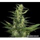 AMUR GIANT AUTO *KALASHNIKOV SEEDS 3 SEMI FEM 