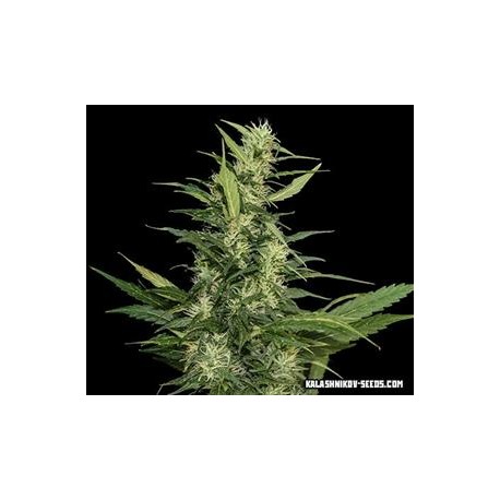 AMUR GIANT AUTO *KALASHNIKOV SEEDS 3 SEMI FEM 