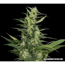 AMUR GIANT AUTO *KALASHNIKOV SEEDS 10 SEMI FEM 