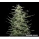 AMNESIA MOLOTOV *KALASHNIKOV SEEDS 5 SEMI FEM 