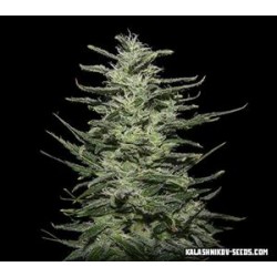 AMNESIA MOLOTOV *KALASHNIKOV SEEDS 5 SEMI FEM 