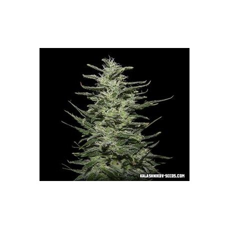 AMNESIA MOLOTOV *KALASHNIKOV SEEDS 5 SEMI FEM 