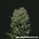 KABUL EXPRESS *KALASHNIKOV SEEDS 3 SEMI FEM 