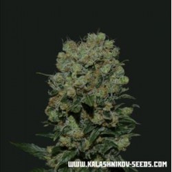 KABUL EXPRESS *KALASHNIKOV SEEDS 3 SEMI FEM 