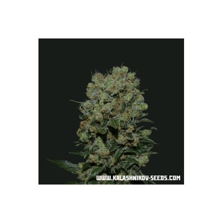 KABUL EXPRESS *KALASHNIKOV SEEDS 3 SEMI FEM 