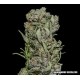 WHITE CRITICAL EXPRESS *KALASHNIKOV SEEDS 3 SEMI FEM 