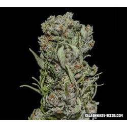 WHITE CRITICAL EXPRESS *KALASHNIKOV SEEDS 3 SEMI FEM 