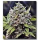 PURE AK (AK 47) * FEMALE SEEDS 4 SEMI FEM