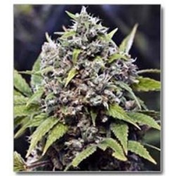 PURE AK (AK 47) * FEMALE SEEDS 4 SEMI FEM