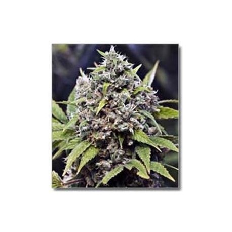 PURE AK (AK 47) * FEMALE SEEDS 4 SEMI FEM