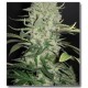 WHITE WIDOW X BIG BUD * FEMALE SEEDS 4 SEMI FEM