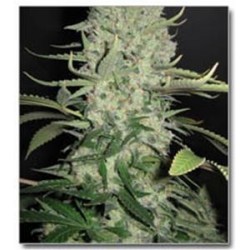 WHITE WIDOW X BIG BUD * FEMALE SEEDS 4 SEMI FEM