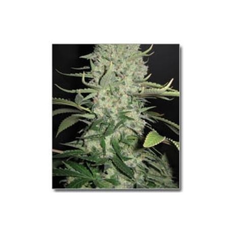 WHITE WIDOW X BIG BUD * FEMALE SEEDS 4 SEMI FEM