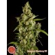 JAMAICAN BLUEBERRY BX *CLASSIC LINE PHILOSOPHER SEEDS 5 SEMI REG