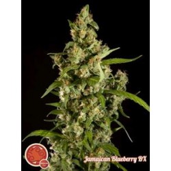 JAMAICAN BLUEBERRY BX *CLASSIC LINE PHILOSOPHER SEEDS 5 SEMI REG