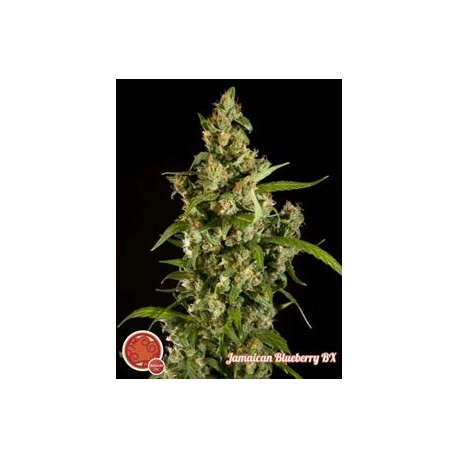 JAMAICAN BLUEBERRY BX *CLASSIC LINE PHILOSOPHER SEEDS 5 SEMI REG