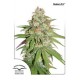 GLUEBERRY OG * DUTCH PASSION FEMINIZED 3 SEMI