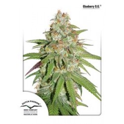 GLUEBERRY OG * DUTCH PASSION FEMINIZED 3 SEMI