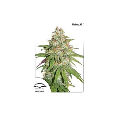 GLUEBERRY OG * DUTCH PASSION FEMINIZED 3 SEMI