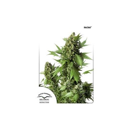 AUTO DUCK * DUTCH PASSION FEMINIZED 3 SEMI