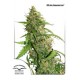 CBD AUTO COMPASSION LIME * DUTCH PASSION FEMINIZED 3 SEMI