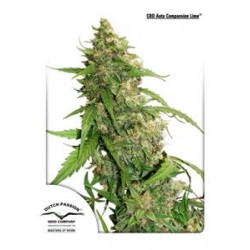 CBD AUTO COMPASSION LIME * DUTCH PASSION FEMINIZED 3 SEMI