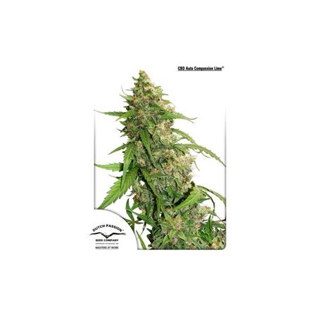 CBD AUTO COMPASSION LIME * DUTCH PASSION FEMINIZED 3 SEMI