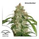 CBD AUTO WHITE WIDOW * DUTCH PASSION FEMINIZED 3 SEMI