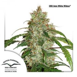 CBD AUTO WHITE WIDOW * DUTCH PASSION FEMINIZED 3 SEMI