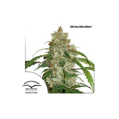 CBD AUTO WHITE WIDOW * DUTCH PASSION FEMINIZED 3 SEMI