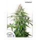 AUTO CINDERELLA JACK * DUTCH PASSION FEMINIZED 3 SEMI