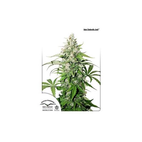 AUTO CINDERELLA JACK * DUTCH PASSION FEMINIZED 3 SEMI