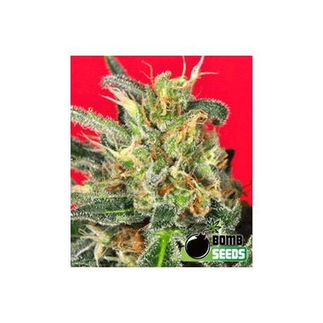 CLUSTER BOMB * BOMB SEEDS 10 SEMI REG