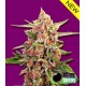 CHERRY BOMB* BOMB SEEDS 10 SEMI REG