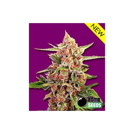 CHERRY BOMB* BOMB SEEDS 10 SEMI REG