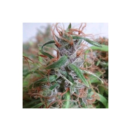 HONDURAS PACK DE CRIA * ACE SEEDS 30 SEMI REG