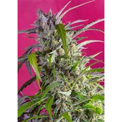 CRYSTAL CANDY AUTO® * SWEET SEEDS 3 SEMI FEM 