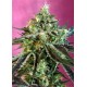 SWEET NURSE AUTO CBD® * SWEET SEEDS 3 SEMI FEM 