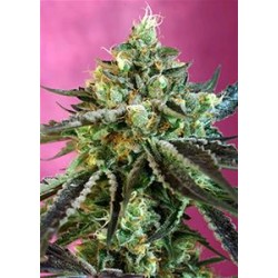 SWEET NURSE AUTO CBD® * SWEET SEEDS 3 SEMI FEM 