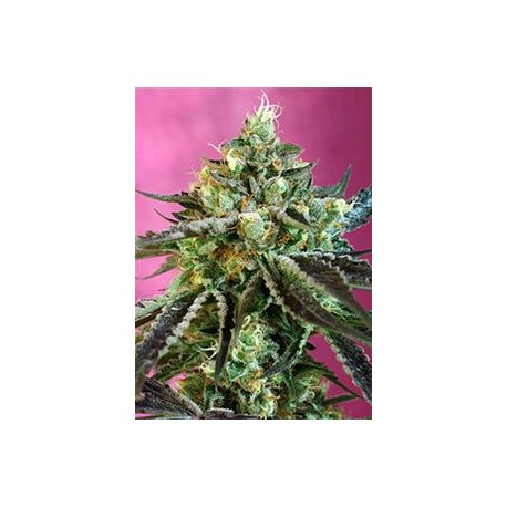 SWEET NURSE AUTO CBD® * SWEET SEEDS 3 SEMI FEM 