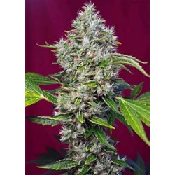 SAN FERNANDO LEMON KUSH® * SWEET SEEDS 5 SEMI FEM 