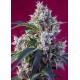 INDIGO BERRY KUSH® * SWEET SEEDS 3 SEMI FEM 