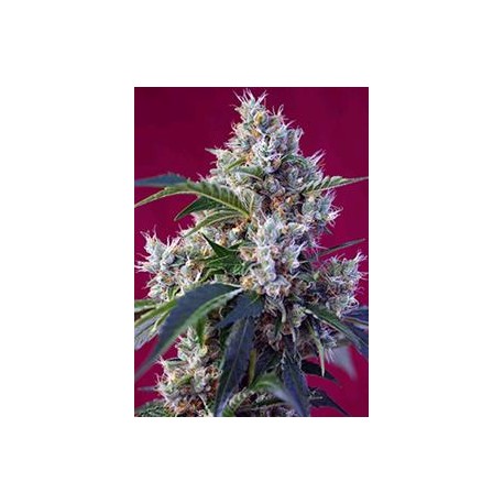 INDIGO BERRY KUSH® * SWEET SEEDS 3 SEMI FEM 