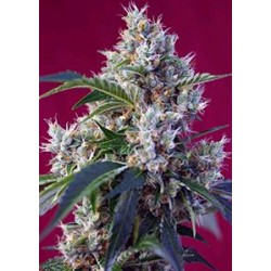 INDIGO BERRY KUSH® * SWEET SEEDS 5 SEMI FEM 