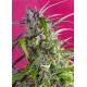 CRYSTAL CANDY AUTO® * SWEET SEEDS 5 SEMI FEM 