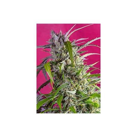 CRYSTAL CANDY AUTO® * SWEET SEEDS 5 SEMI FEM 