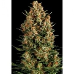 AUTO WEMBLEY * PYRAMID SEEDS 1 SEME FEM 